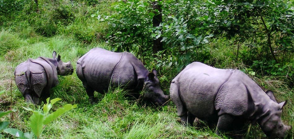 Adventure and safari tour scenery in Nepal